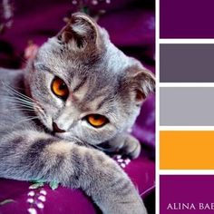 a cat laying on top of a purple blanket next to an orange and gray color scheme