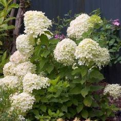 some white flowers are growing in the garden