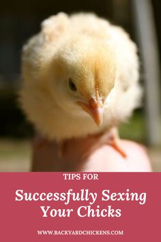 a small chicken sitting on top of someone's hand with the words tips for successfully sexing your chicks