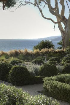 an area with bushes, trees and water in the background