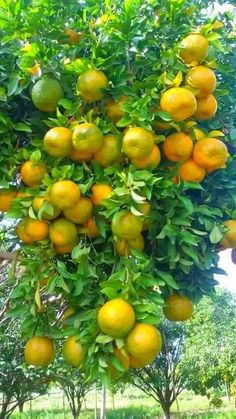 a tree filled with lots of ripe oranges