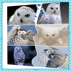 several pictures of owls with blue eyes and white feathers, including an owl's head