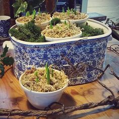 several potted plants sitting on top of a wooden table