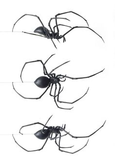 four black widows are shown in three different positions