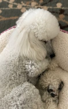 a white poodle is curled up in a dog bed with its head on it's side