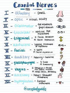 a hand drawn diagram with the names of different types of neurons on it