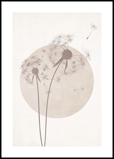 two dandelions blowing in the wind against a white background with a black frame