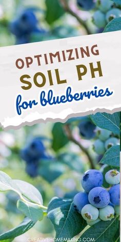 blueberries growing on a tree with the words optimizing soil ph for blueberries