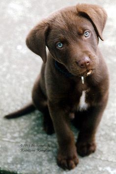 a brown puppy sitting on top of a cement floor