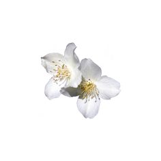 two white flowers on a white background