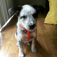 a small dog sitting on top of a hard wood floor next to a wall with the caption 7 border heeler collie + blue heeler