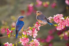 two birds are sitting on the branch of a flowering tree