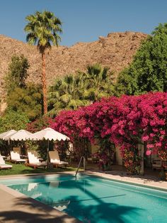 an outdoor swimming pool surrounded by palm trees and pink bougaia flowers in the foreground