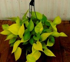 a potted plant with green leaves on a wooden table