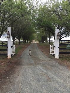 a dog walking down a dirt road next to two white gates with trees on both sides