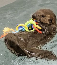 an otter playing with toys in the water