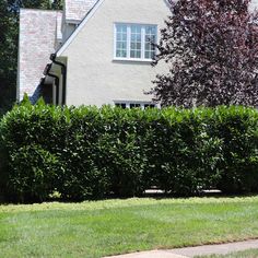 a hedge is in front of a house