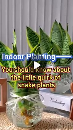 indoor planting you should know about the little quirky of snake plants and how to care for them