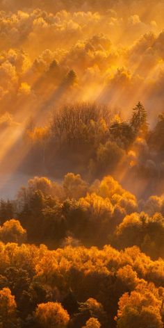 the sun shines through the clouds over trees and bushes in an autumn landscape with yellow foliage