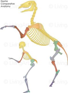 an animal skeleton is shown in three different positions, including the legs and arms are visible