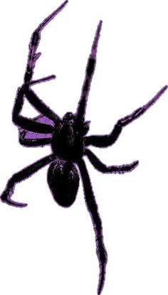 a black and purple spider on a white background with no image in the bottom right corner