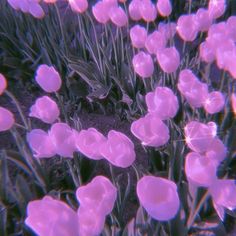 some pink flowers that are growing in the dirt and grass with purple light shining on them