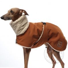 a brown dog wearing a coat with sherpot on it's back and collar