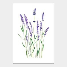 lavender flowers are shown in this watercolor painting on white paper, with green stems and purple