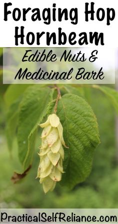 a close up of a plant with the words foraging hop hornbeam edible nuts and medical bark