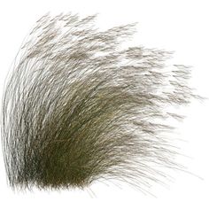 grass blowing in the wind on a white background