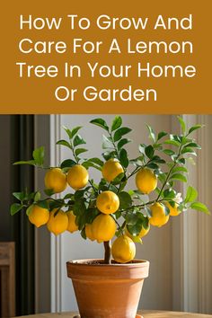 a potted plant with lemons on it and the words how to grow and care for a lemon tree in your home or garden