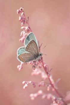 a blue butterfly sitting on top of a pink flower