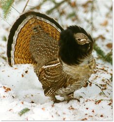 a brown and black bird standing in the snow next to a pine tree with it's wings spread