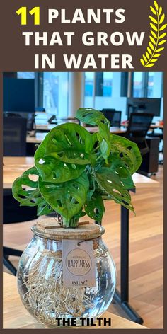 a plant in a glass vase with the title 11 plants that grow in water on it