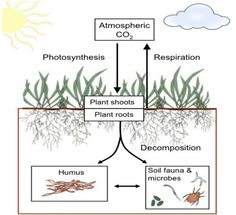 the life cycle of plants and other things that are related to photosyntheism