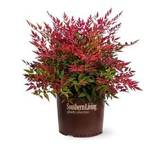 a potted plant with red leaves on it's top and the words southern living written