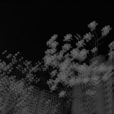 black and white photograph of flowers in front of tall buildings at night with lights on