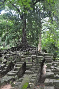 an old tree growing out of the top of a stone structure in a jungle setting