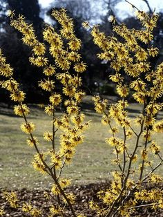 the yellow flowers are blooming in the field