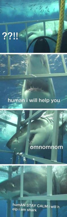 an image of a shark in the water with caption that reads, human will help you