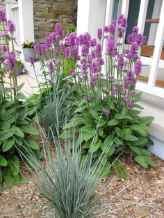 purple flowers and green plants in front of a house