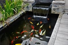 a small pond with many fish in it