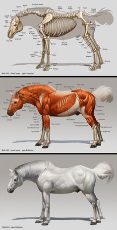 two different views of the horse's muscles and skeletal systems, each with their own description