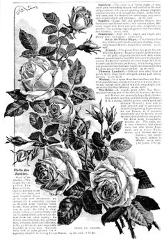 an old book page with roses on it