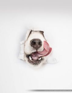 a dog sticking its tongue out through a hole in the wall