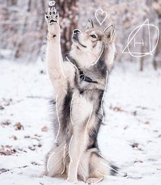 a husky dog standing on its hind legs in the snow with his paw up and it's eyes closed