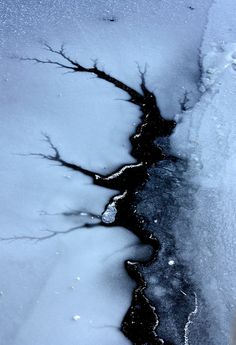 the water is frozen and there are no leaves on it in the middle of the snow