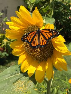 a butterfly sitting on top of a yellow sunflower