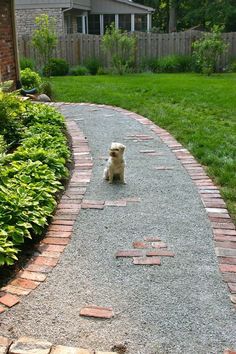 a small white dog sitting on top of a gravel road