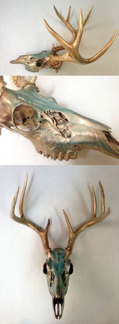 three different types of antlers on display